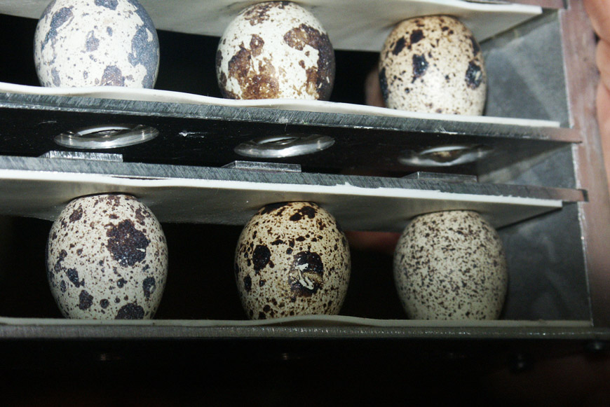 Рис. 3. Оборудование для экспозиции яиц японского перепела в условиях космического полета (фото из архива ИМБП)
