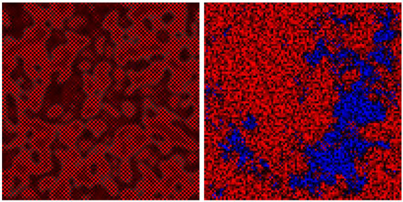 Рис. 2. Состояние игровых полей клеточно-автоматной модели при GI = 0,3333. Градациями синего цвета обозначена активность социотипа Hml, градациями красного – активность социотипа Hc