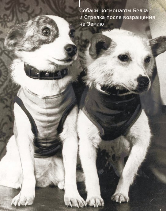 Собаки-космонавты Белка и Стрелка после возращения на Землю